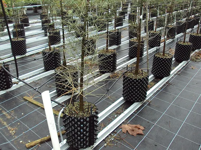 Root trainer