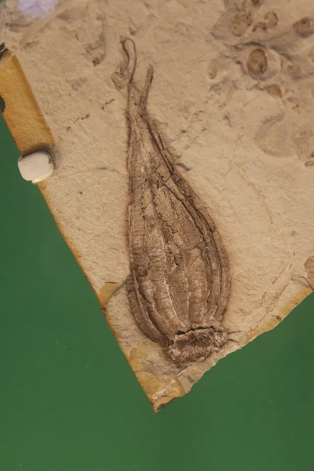 Williamsonia