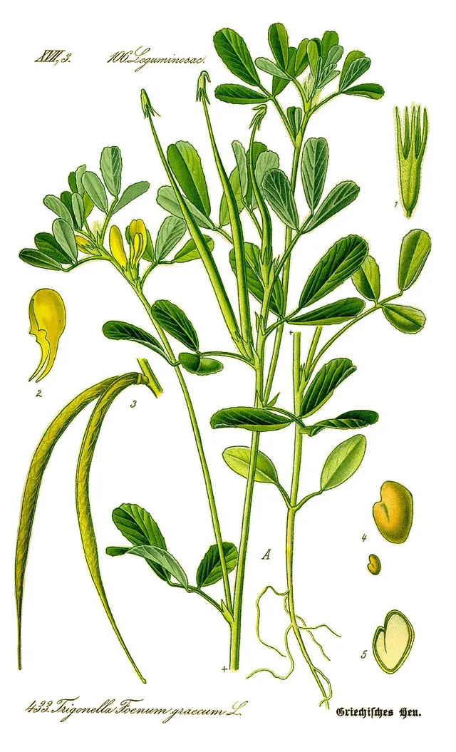 Fenugrec