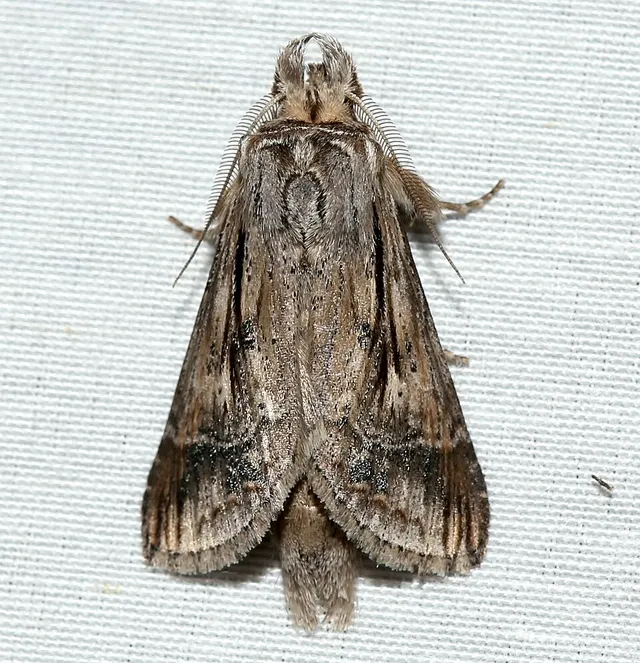 Dasylophia anguina