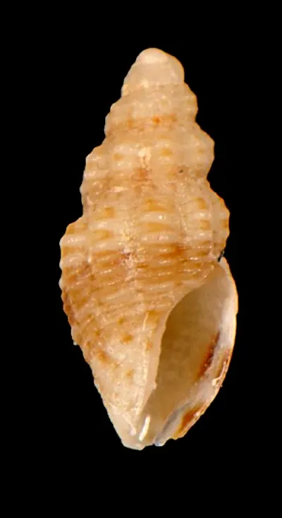 Cymakra