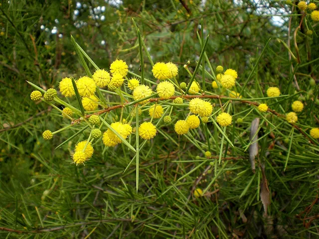 Acacia tetragonophylla