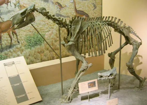 Chalicotheriidae