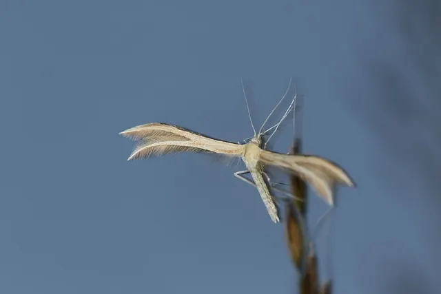 Merrifieldia baliodactylus
