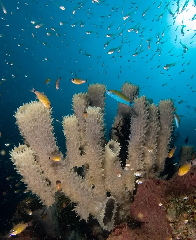 Habitat marin