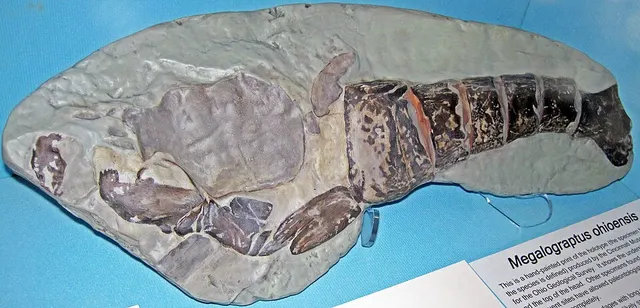 Megalograptus