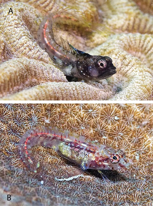 Emblemariopsis diaphana