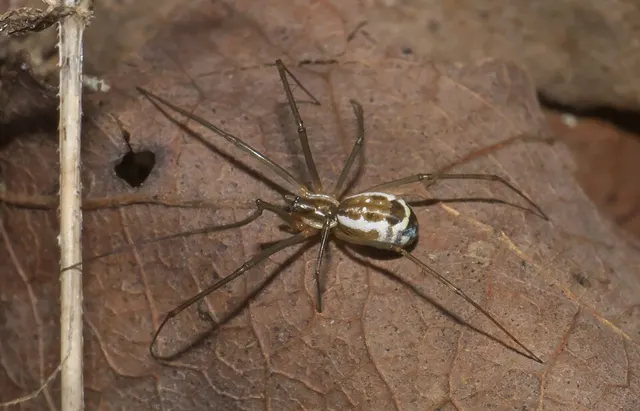 Filmy dome spider