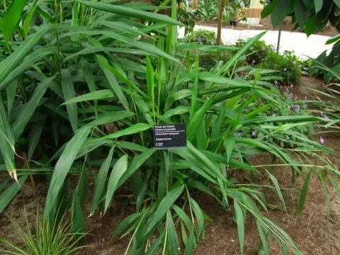 Grains of paradise