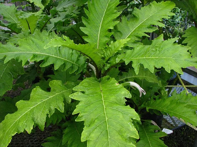 Cyanea