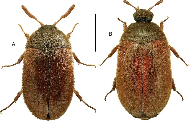 Attagenus smirnovi