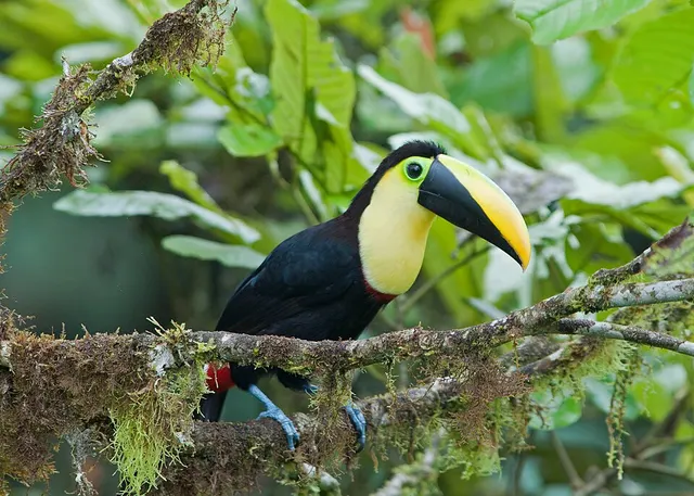 Ramphastos