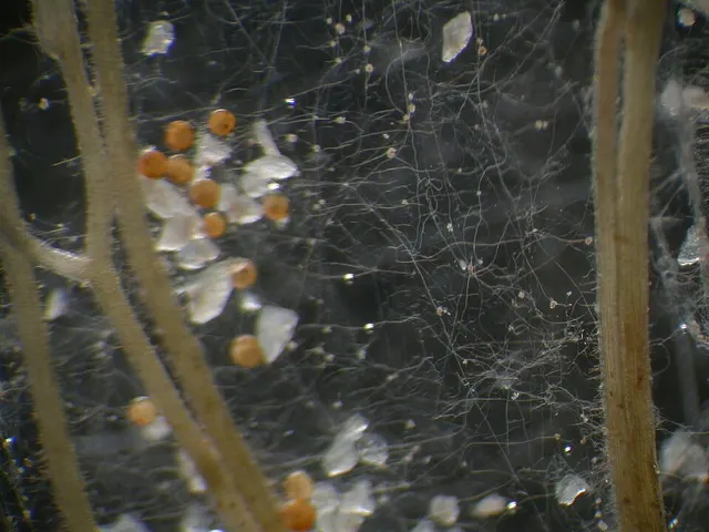 Glomeromycota