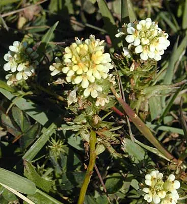 Triphysaria floribunda