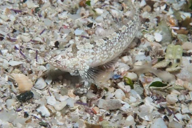Xenopoclinus kochi