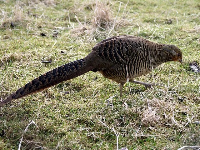 Golden pheasant