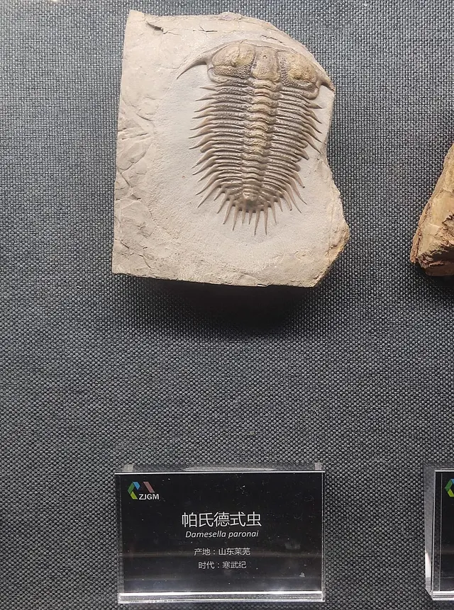 Damesellidae