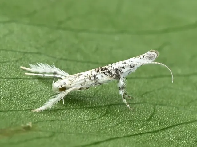 Cuphodes wisteriella
