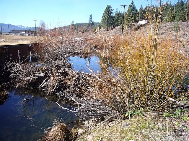 Trout Creek