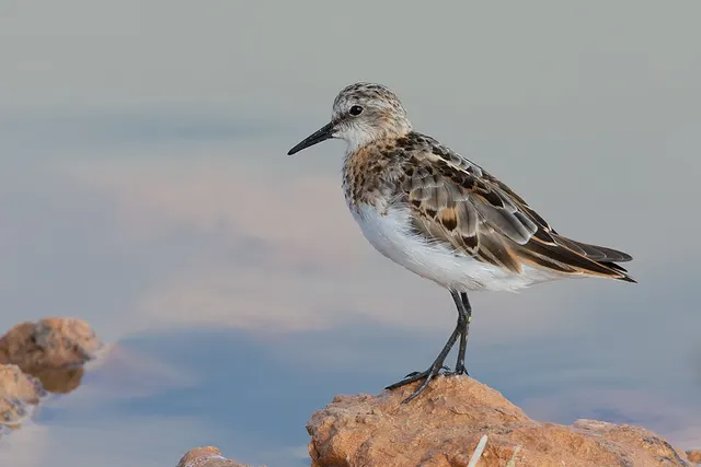 Little stint