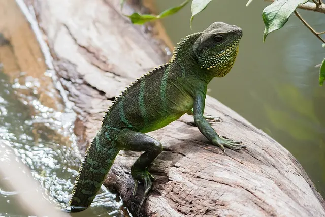 Chinese water dragon