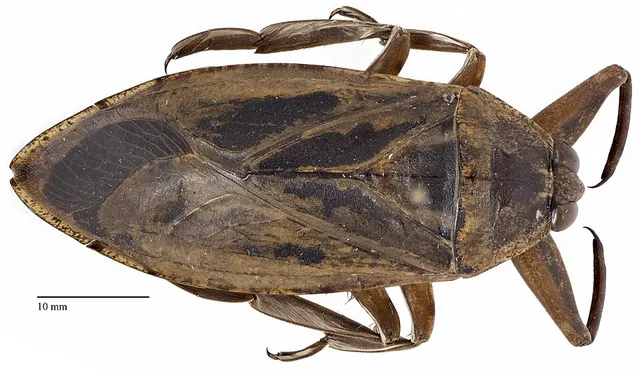Belostomatidae