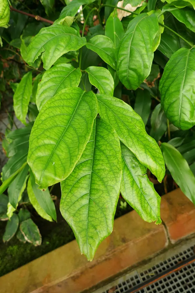 Rauvolfia vomitoria