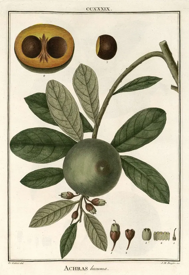 Lucuma bifera