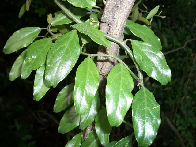 Capparis fascicularis