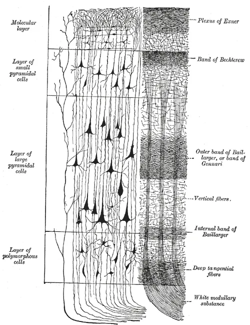 Line of Gennari