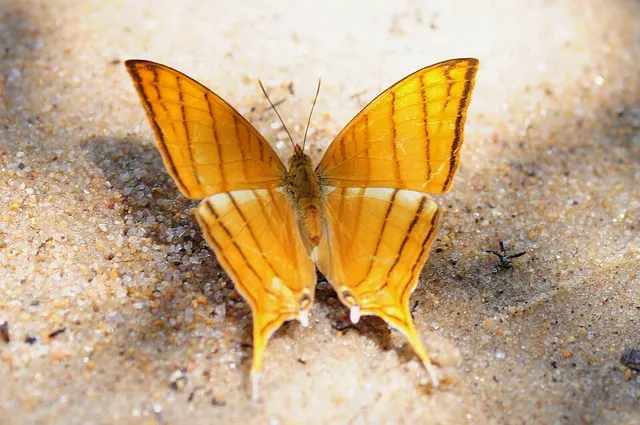 Marpesia harmonia