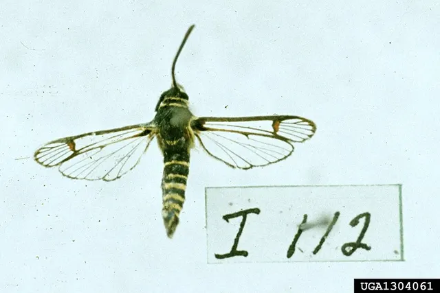 Synanthedon rileyana