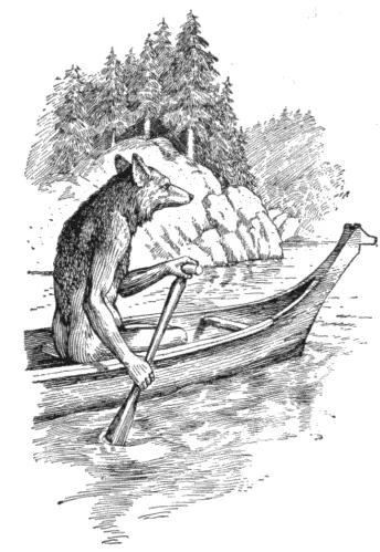 Coyote