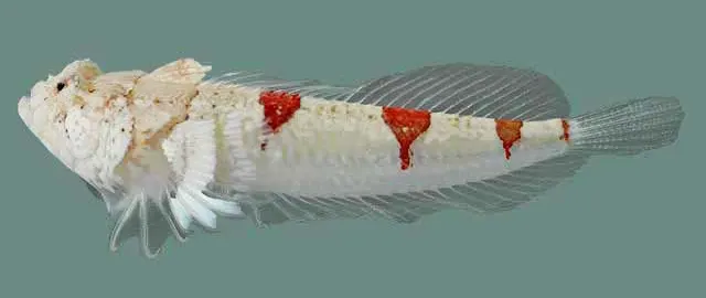 Gillellus uranidea