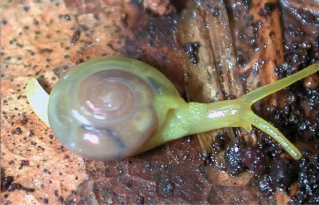 Tamayoa decolorata