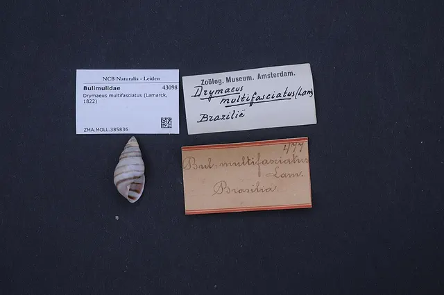 Antidrymaeus multifasciatus