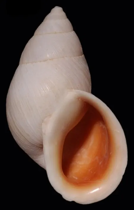 Scutalus phaeocheilus