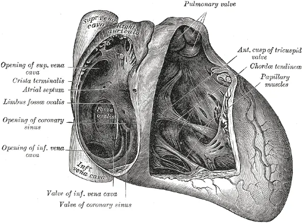 Septum interatrial