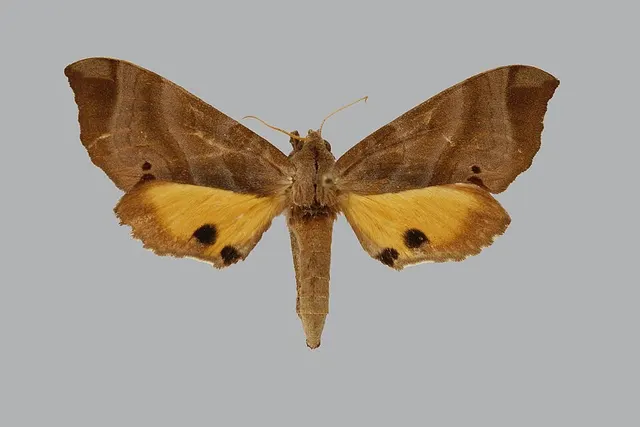 Gynoeryx brevis
