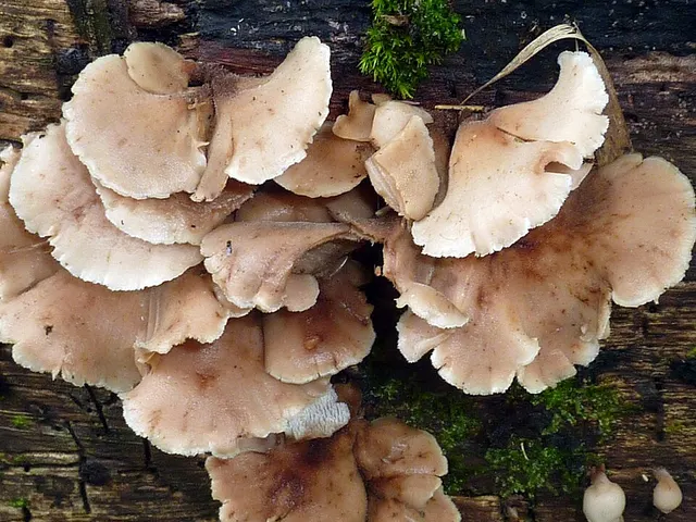 Auriscalpium villipes