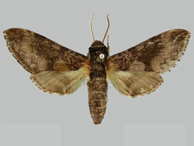 Praedora tropicalis