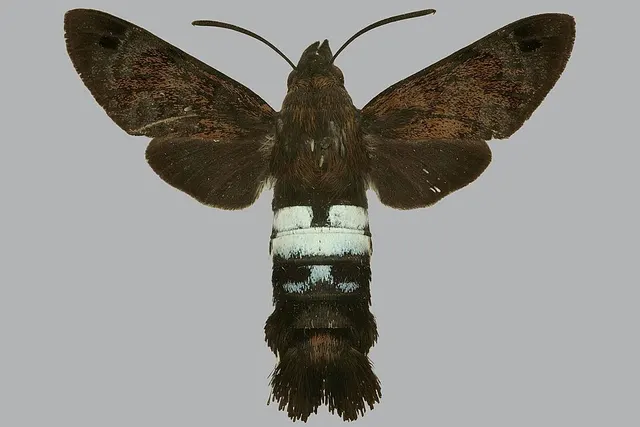 Leucostrophus commasiae
