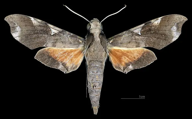 Callionima acuta