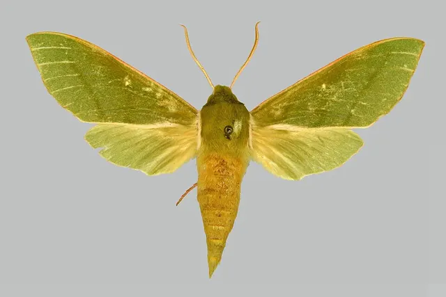 Chaerocina ellisoni