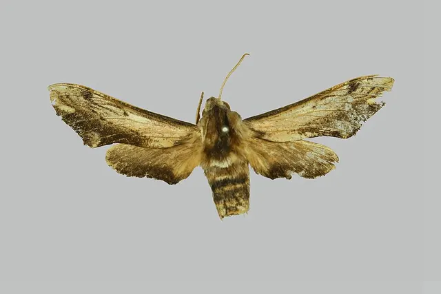 Hippotion adelinae