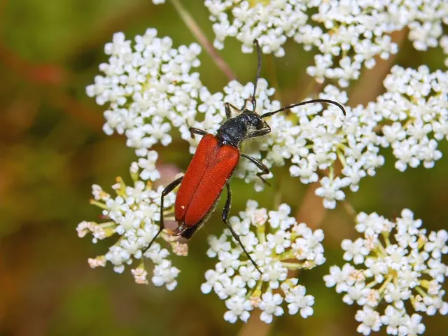 Anastrangalia sanguinolenta