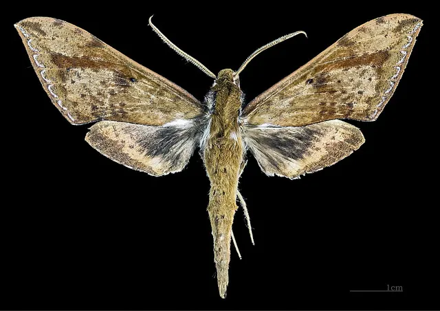 Rhagastis lunata