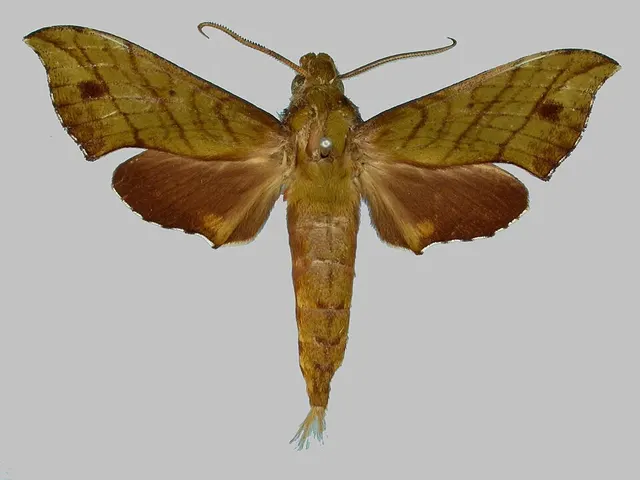 Xylophanes adalia