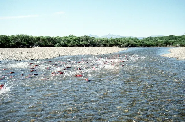 Pêcherie