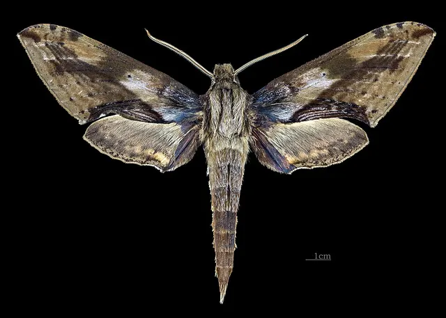 Xylophanes rhodina